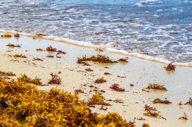 A lot of red very disgusting seaweed sargazo at tropical mexican beach and Punta Esmeralda in Playa del Carmen Mexico.