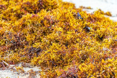 A lot of red very disgusting seaweed sargazo at tropical mexican beach and Punta Esmeralda in Playa del Carmen Mexico.