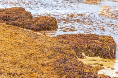 A lot of red very disgusting seaweed sargazo at tropical mexican beach and Punta Esmeralda in Playa del Carmen Mexico.