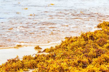 A lot of red very disgusting seaweed sargazo at tropical mexican beach and Punta Esmeralda in Playa del Carmen Mexico.