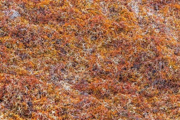Lot Red Very Disgusting Seaweed Sargazo Tropical Mexican Beach Punta — 图库照片