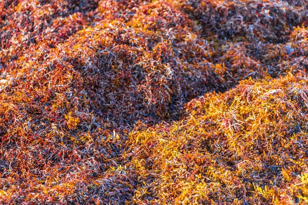 Lot Red Very Disgusting Seaweed Sargazo Tropical Mexican Beach Punta — 图库照片