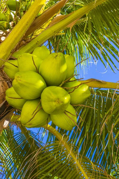 Palmera Tropical Natural Mexicana Con Coco Fondo Azul Playa Del — Foto de Stock