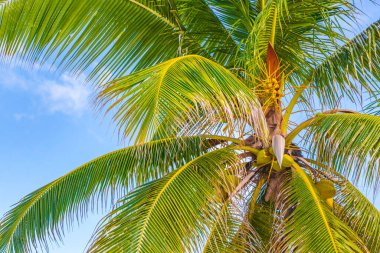Playa del Carmen Quintana Roo Meksika 'da Hindistan cevizi ve mavi gökyüzü arka planlı tropik doğal Meksika palmiyesi..