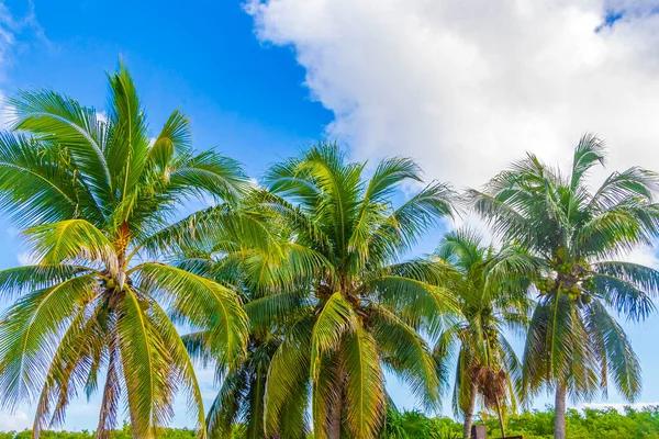 Tropical Natural Mexican Palm Tree Coconuts Blue Sky Background Playa — Stock Photo, Image