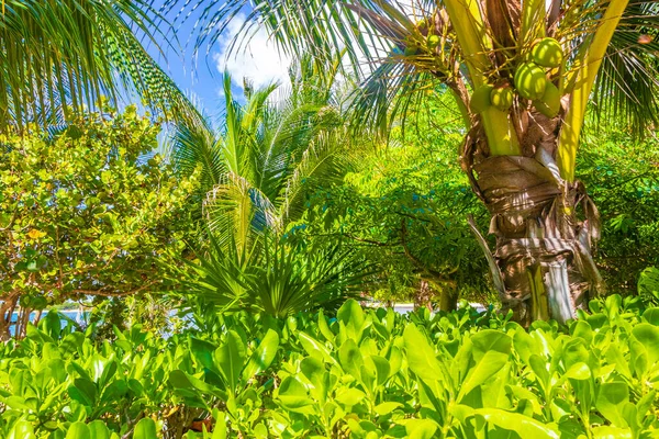 Palmera Tropical Natural Mexicana Con Coco Fondo Azul Playa Del —  Fotos de Stock
