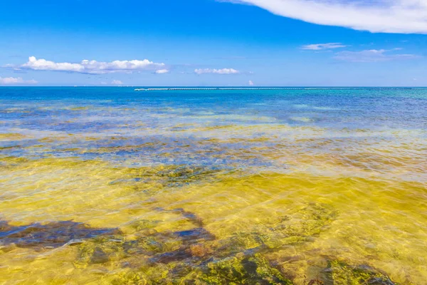 墨西哥普莱亚德尔卡门的热带墨西哥海滩景观全景 蓝绿色碧绿的水岩和石头清晰清晰 — 图库照片