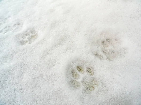 Pegadas Pegadas Animais Cães Gatos Neve Leherheide Bremerhaven Bremen Alemanha — Fotografia de Stock