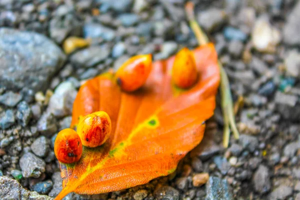 Orang Gelbes Herbstlaub Auf Dem Asphaltboden Mit Pilzen Früchte Pilzbefall — Stockfoto