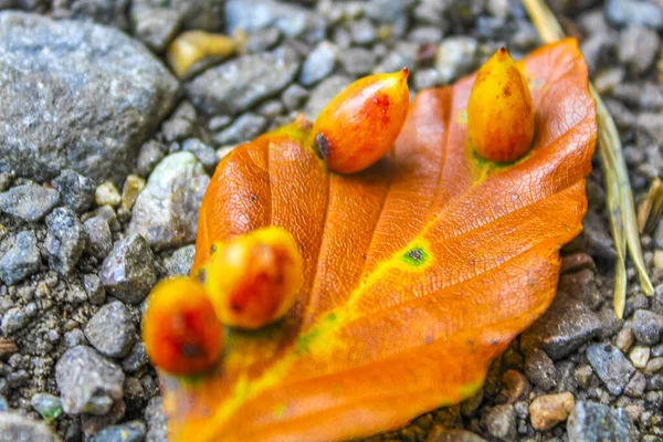 Pomerančově Žluté Podzimní Listy Asfaltové Půdě Houbami Plísňové Napadení Leherheide — Stock fotografie
