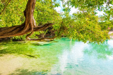 Playa del Carmen Quintana Roo Mexico 'daki Punta Esmeralda plajında nehir ve turkuaz mavisi suları olan küçük güzel Cenote mağarası..