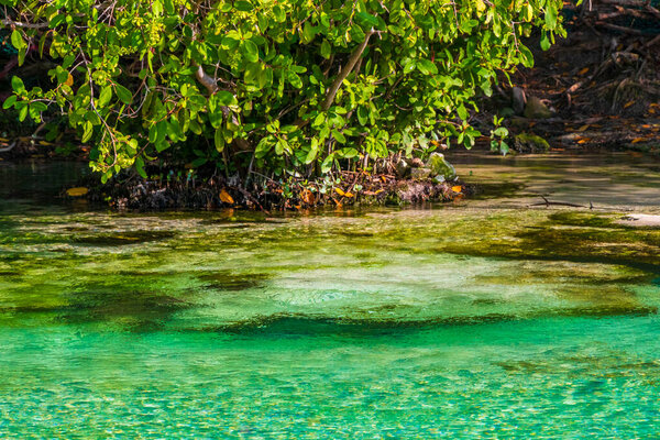 Small beautiful Cenote cave with river and turquoise blue water at Punta Esmeralda beach in Playa del Carmen Quintana Roo Mexico.