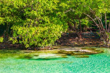 Playa del Carmen Quintana Roo Mexico 'daki Punta Esmeralda plajında nehir ve turkuaz mavisi suları olan küçük güzel Cenote mağarası..
