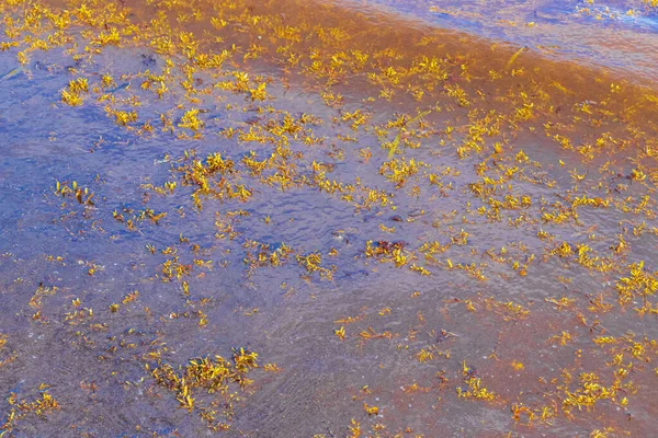 멕시코의 플라야델 카르멘 킨타나 카리브해의 질나고 더러운 해수욕장 — 스톡 사진