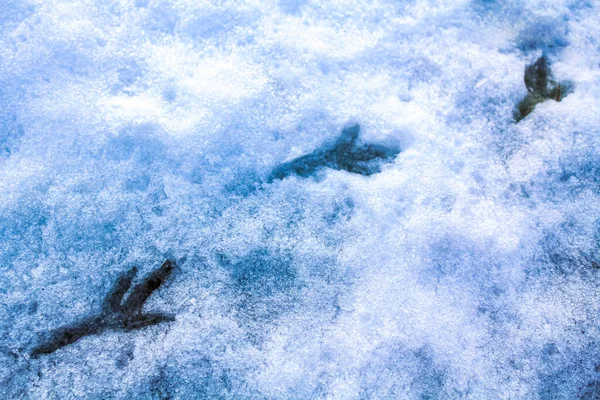 Footprints footprints of animals birds in snow in Weddewarden Bremerhaven Bremen Germany.