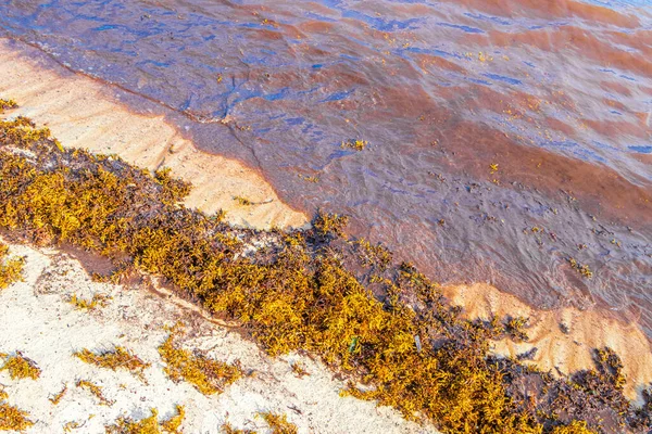 Sok Undorító Koszos Karibi Tengerparti Víz Hínár Sargazóval Playa Del — Stock Fotó