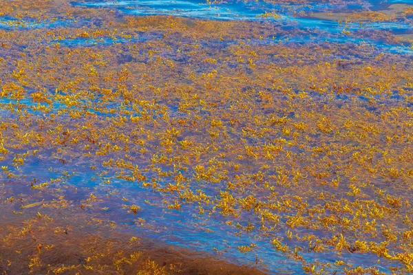 Sacco Acqua Molto Disgustosa Sporca Spiaggia Caraibica Con Sargazo Alghe — Foto Stock