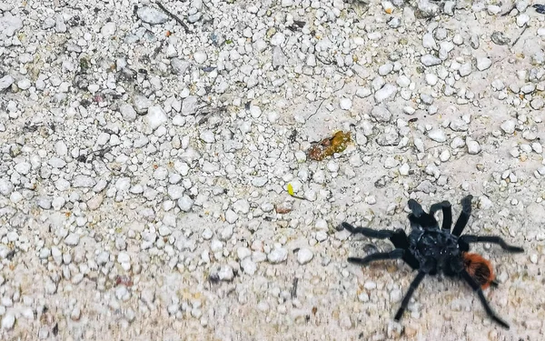 Tarantula Brown Black Crawls Ground Playa Del Carmen Quintana Roo — Stock Photo, Image