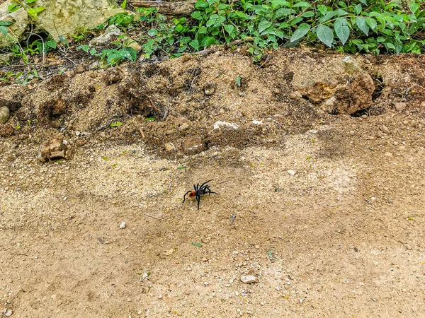 Vogelspinne Braun Schwarz Kriecht Auf Dem Boden Playa Del Carmen — Stockfoto