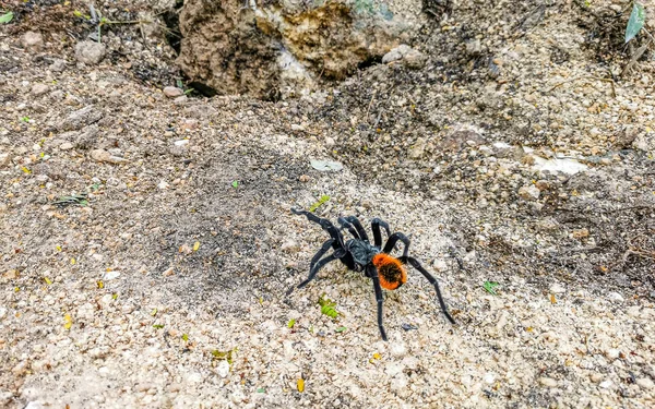 Tarantula Καφέ Μαύρο Σέρνεται Στο Έδαφος Στην Playa Del Carmen — Φωτογραφία Αρχείου