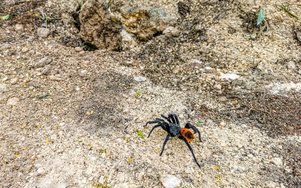 Tarantola Marrone Nero Striscia Terra Playa Del Carmen Quintana Roo — Foto Stock