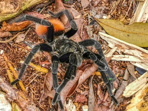 プラヤデルカルメンキンタナの地面にタランチュラ茶色の黒いクロール Roo Mexico — ストック写真