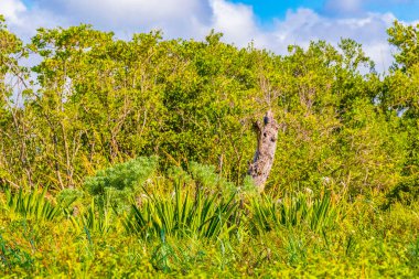 Tropik Meksika Karayip plaj ağaçları ve orman ormanlarında köknar ağaçları Playa del Carmen Quintana Roo Meksika 'da bulutlu mavi gökyüzü.