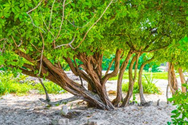 Tropik Meksika Karayip plaj ağaçları ve orman ormanlarında köknar ağaçları Playa del Carmen Quintana Roo Meksika 'da bulutlu mavi gökyüzü.