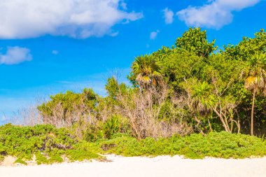 Tropik Meksika Karayip plaj ağaçları ve orman ormanlarında köknar ağaçları Playa del Carmen Quintana Roo Meksika 'da bulutlu mavi gökyüzü.