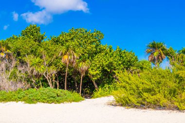 Tropik Meksika Karayip plaj ağaçları ve orman ormanlarında köknar ağaçları Playa del Carmen Quintana Roo Meksika 'da bulutlu mavi gökyüzü.