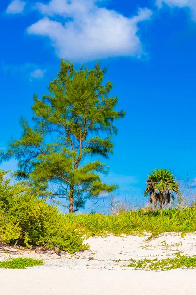 Palmeras Abetos Caribeños Tropicales Naturaleza Selvática Con Cielo Azul Nublado — Foto de Stock