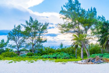 Tropik Meksika Karayip plaj ağaçları ve orman ormanlarında köknar ağaçları Playa del Carmen Quintana Roo Meksika 'da bulutlu mavi gökyüzü.