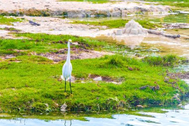 Büyük balıkçıl balıkçıl Playa del Carmen Quintana Roo Mexico sahilinde su içiyor..
