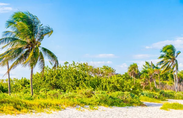 Palmeras Abetos Caribeños Tropicales Naturaleza Selvática Con Cielo Azul Nublado — Foto de Stock