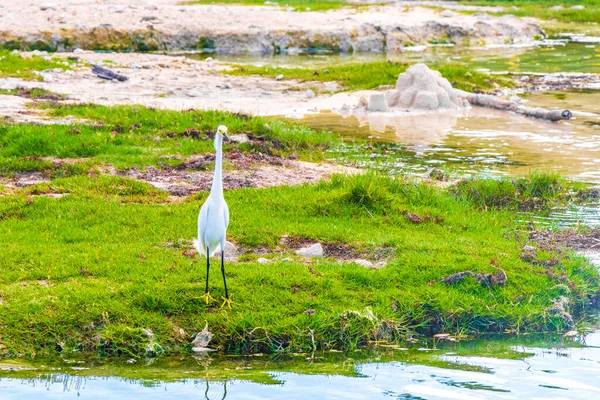 Grande Garça Branca Bebendo Água Cenote Costa Playa Del Carmen — Fotografia de Stock