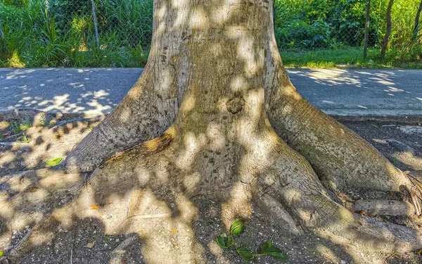 Enorme Bela Árvore Kapok Ceiba Árvore Com Picos Parque Tropical — Fotografia de Stock