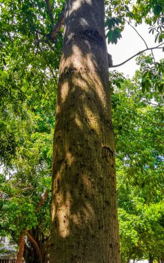 Playa del Carmen Quintana Roo Meksika 'daki tropik park ormanlarında dikenleri olan büyük, güzel Kapok ağacı Ceiba ağacı..