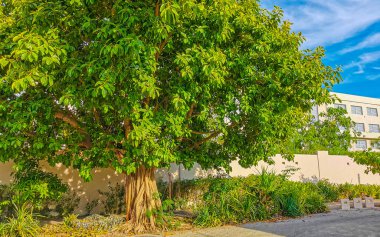 Playa del Carmen Quintana Roo Meksika 'da Ficus maxima incir ağacı..