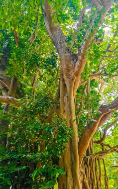 Playa del Carmen Quintana Roo Meksika 'da Ficus maxima incir ağacı..