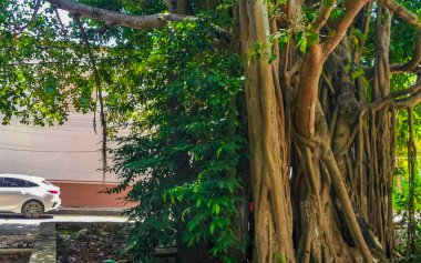 Playa del Carmen Quintana Roo Meksika 'da Ficus maxima incir ağacı..