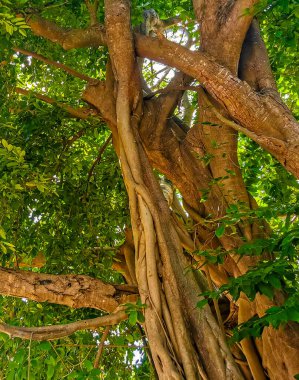 Playa del Carmen Quintana Roo Meksika 'da Ficus maxima incir ağacı..