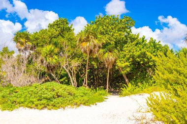 Tropik Meksika Karayip plaj ağaçları ve orman ormanlarında köknar ağaçları Playa del Carmen Quintana Roo Meksika 'da bulutlu mavi gökyüzü.