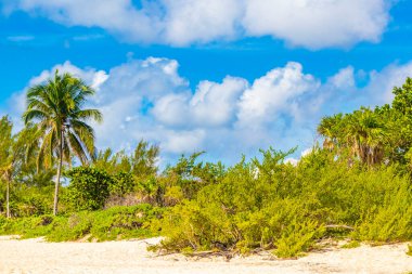 Tropik Meksika Karayip plaj ağaçları ve orman ormanlarında köknar ağaçları Playa del Carmen Quintana Roo Meksika 'da bulutlu mavi gökyüzü.
