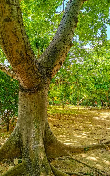 Enorme Bela Árvore Kapok Ceiba Árvore Com Picos Parque Tropical — Fotografia de Stock