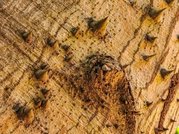 Textura Vzor Obrovského Krásného Stromu Kapok Ceiba Hroty Tropickém Parku — Stock fotografie