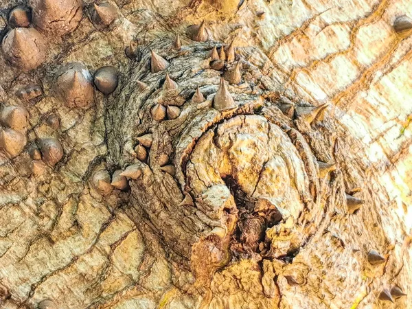 Tekstura Wzór Ogromnego Pięknego Drzewa Kapok Ceiba Kolcami Tropikalnym Parku — Zdjęcie stockowe