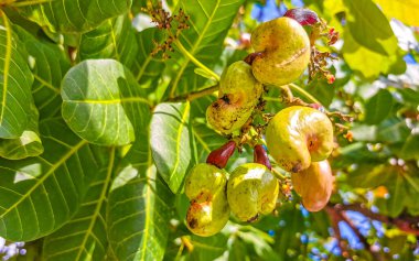 Meksika 'daki Zicatela Puerto Escondido Oaxaca' da olgunlaşmış meyve ve fındıklarla dolu kaju ağacı Anacardium bataryası..