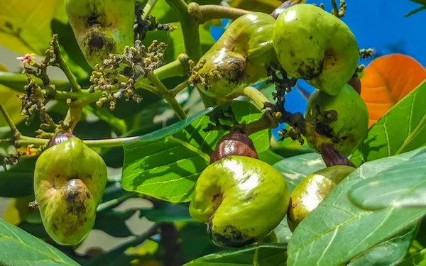 Cajou Anacardium Occidentale Aux Fruits Mûrs Aux Noix Zicatela Puerto — Photo