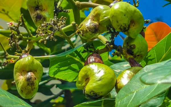 Дерево Кашу Anacardium Occidentale Стиглими Фруктами Горіхами Пуерто Ескондідо Оахака — стокове фото