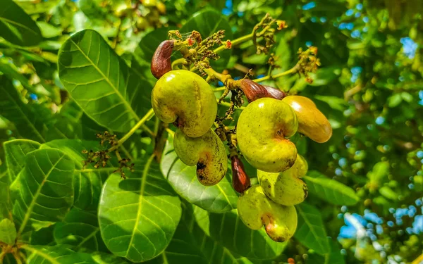 Anacardo Anacardium Occidentale Con Frutos Maduros Frutos Secos Zicatela Puerto — Foto de Stock